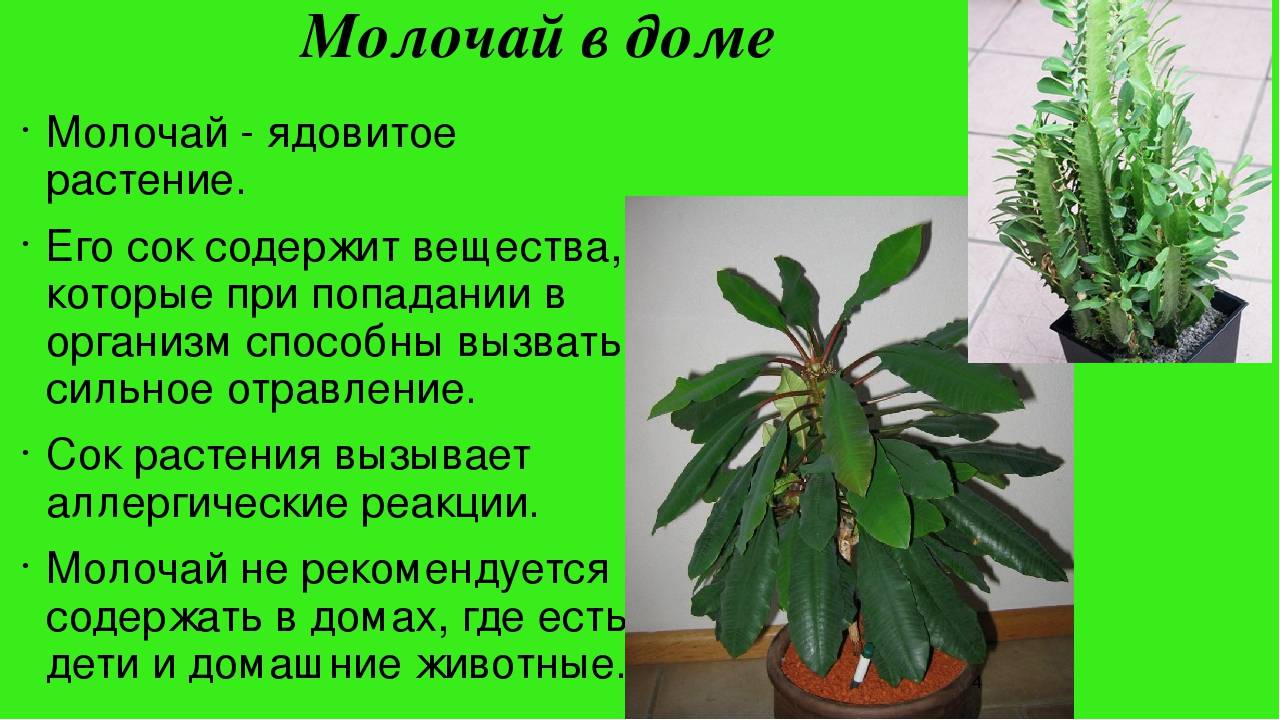 Сообщение о комнатном растении - характеристики, виды и функции