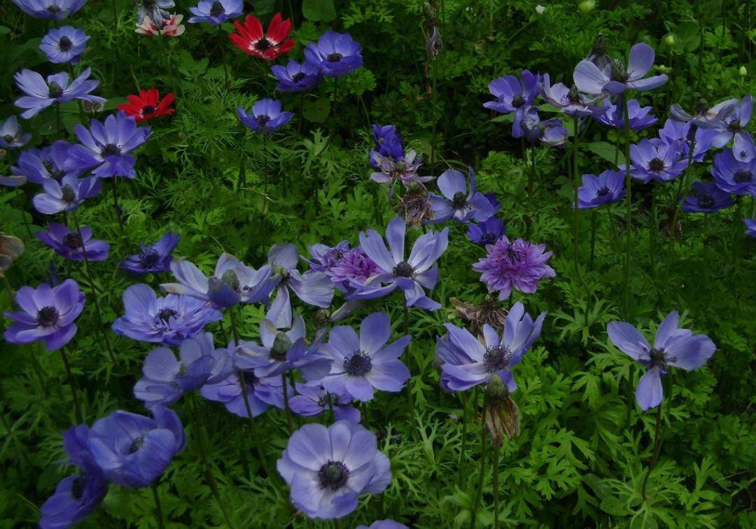 Анемона - 120 фото применения растения в дизайне и выращивание цветка в саду