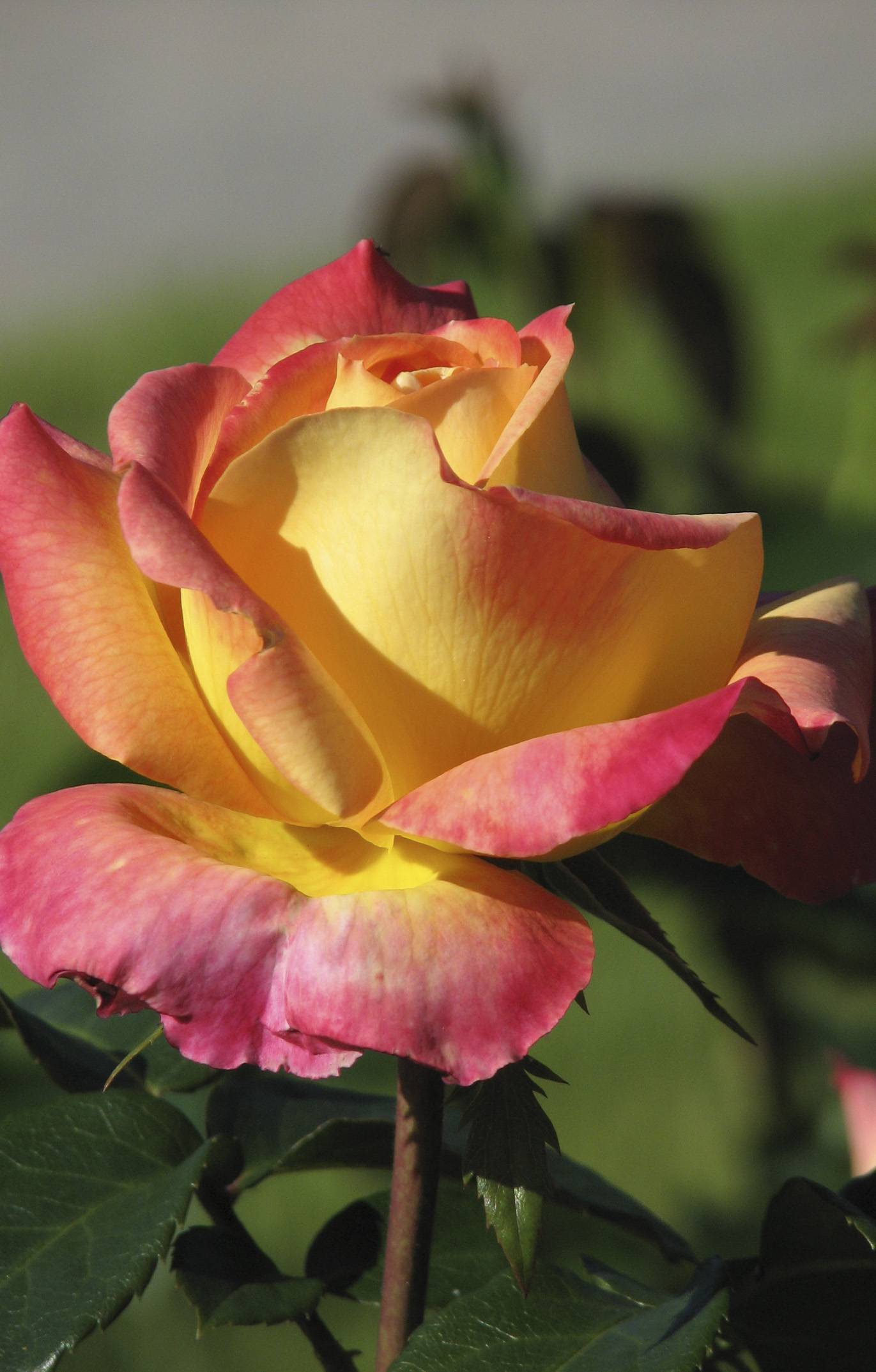 Описание чайно-гибридной розы восточный экспресс (пульман ориент): особенности
