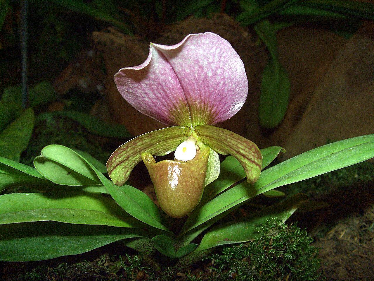 Пафиопедилум: 145 фото цветка, особенности его посадки и размножения
