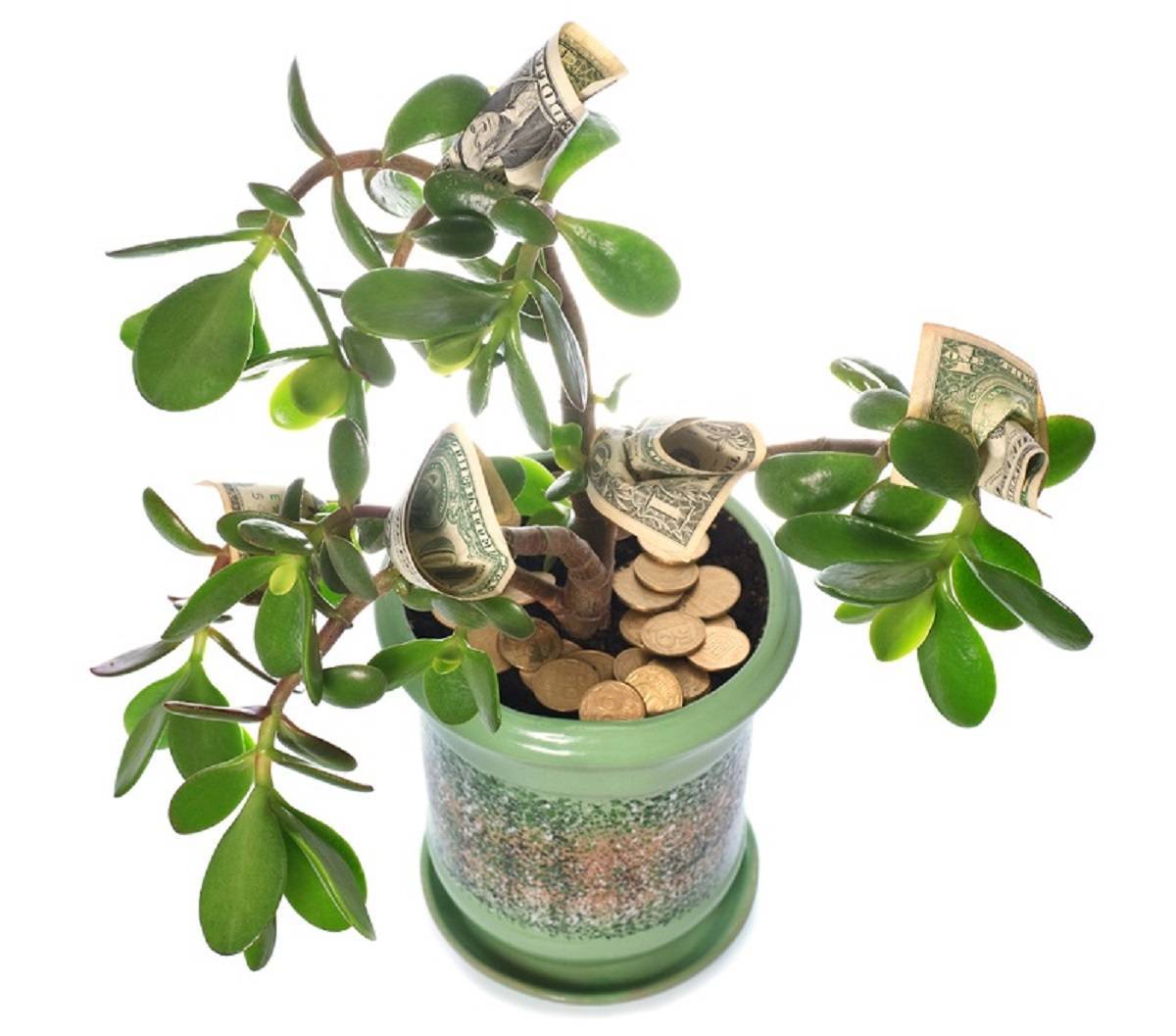 Как денежное дерево улучшит ваше финансовое положение