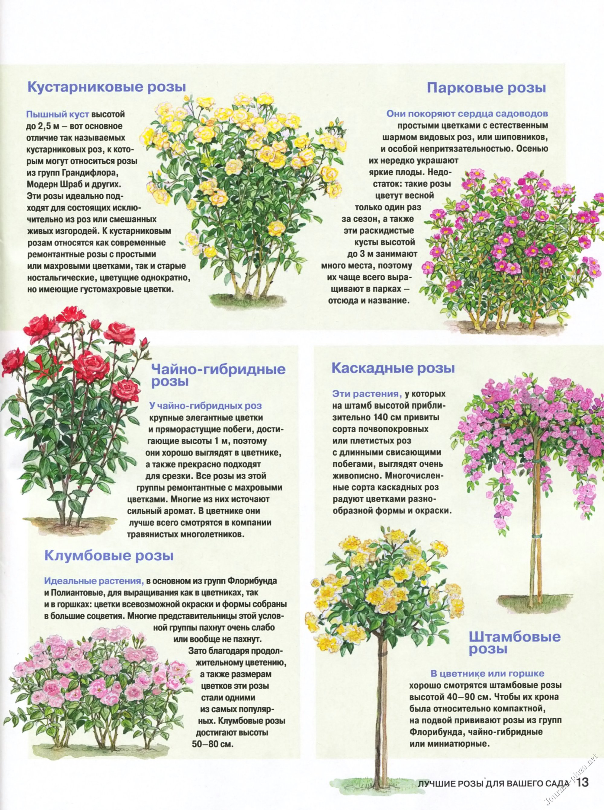 Роза сантана – как правильно ухаживать за посадками и размножать растения?