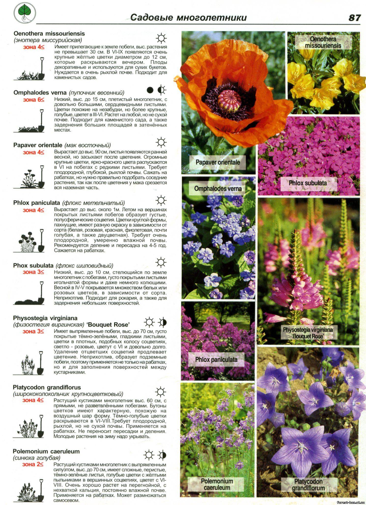 О высоких многолетних цветах: какие выбрать для сада, виды, характеристики