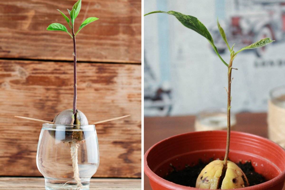 Как вырастить авокадо из косточки