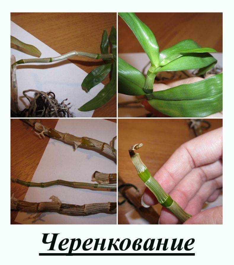 6 способов размножить орхидеи в домашних условиях