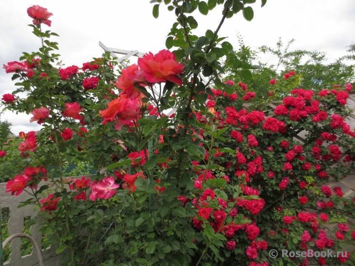 Роза декор арлекин: описание и особенности выращивания сорта