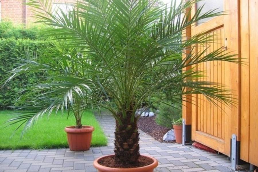 Финиковая пальма из косточки в домашних условиях: топ-7 видов и правила ухода