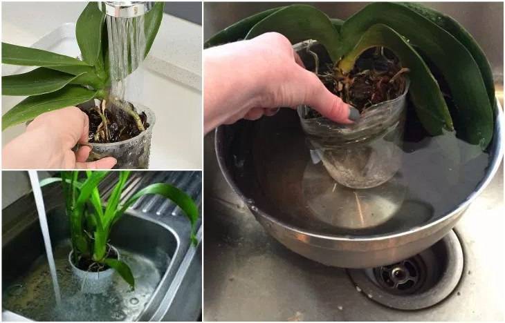 Полив орхидей после пересадки: как надо и когда нужно поливать, можно ли сразу после посадки в сухую и влажную кору, а также как правильно проводить орошение?