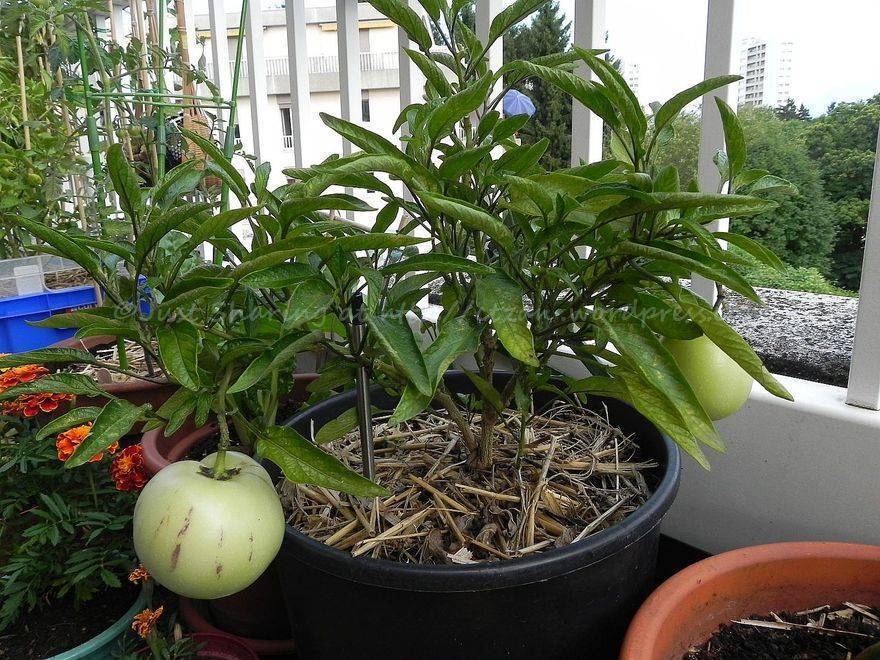 Пепино (дынная груша): выращивание в домашних условиях из семян и рассадой, отзывы