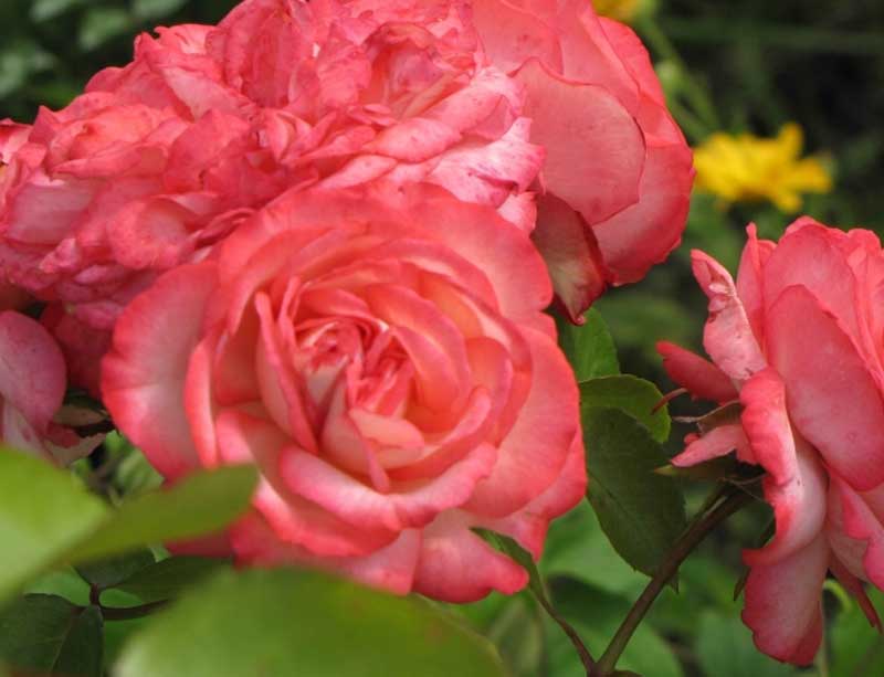 Антик 89 роза - история селекции, выращивание, особенности ухода за растением