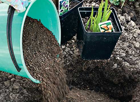 Выращивание каллы в саду: посадка в открытый грунт и уход