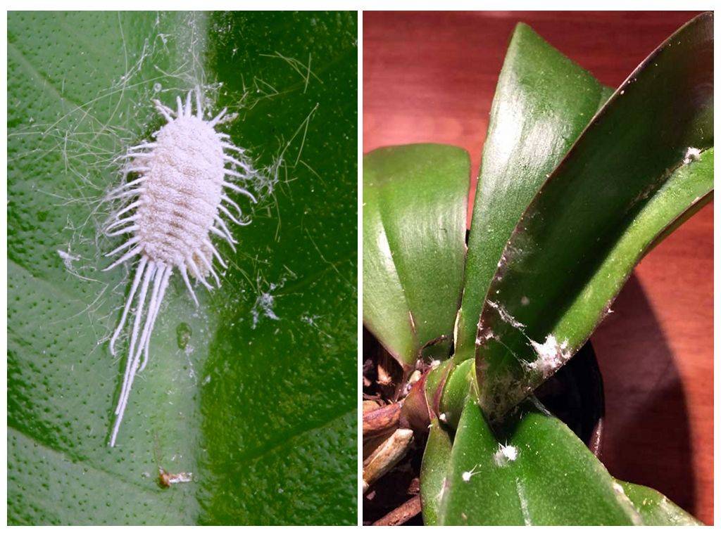 Белые жучки на орхидее: способы избавления от вредителей