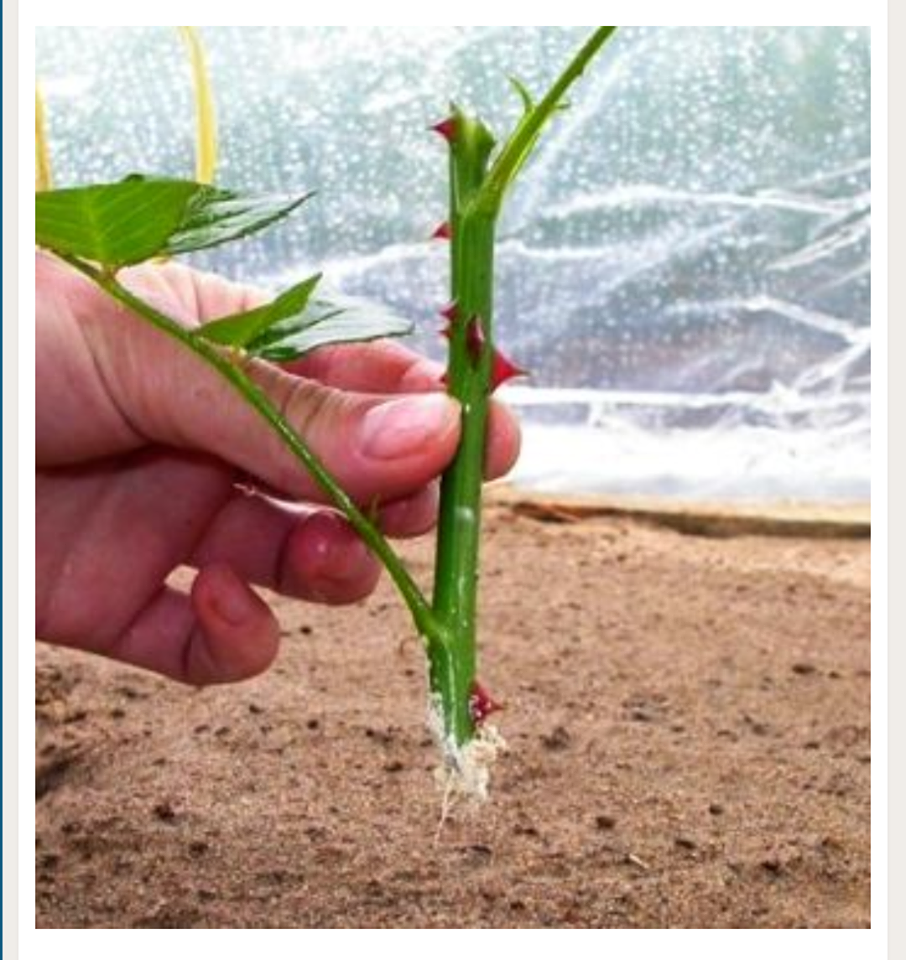 Как размножить растения черенками