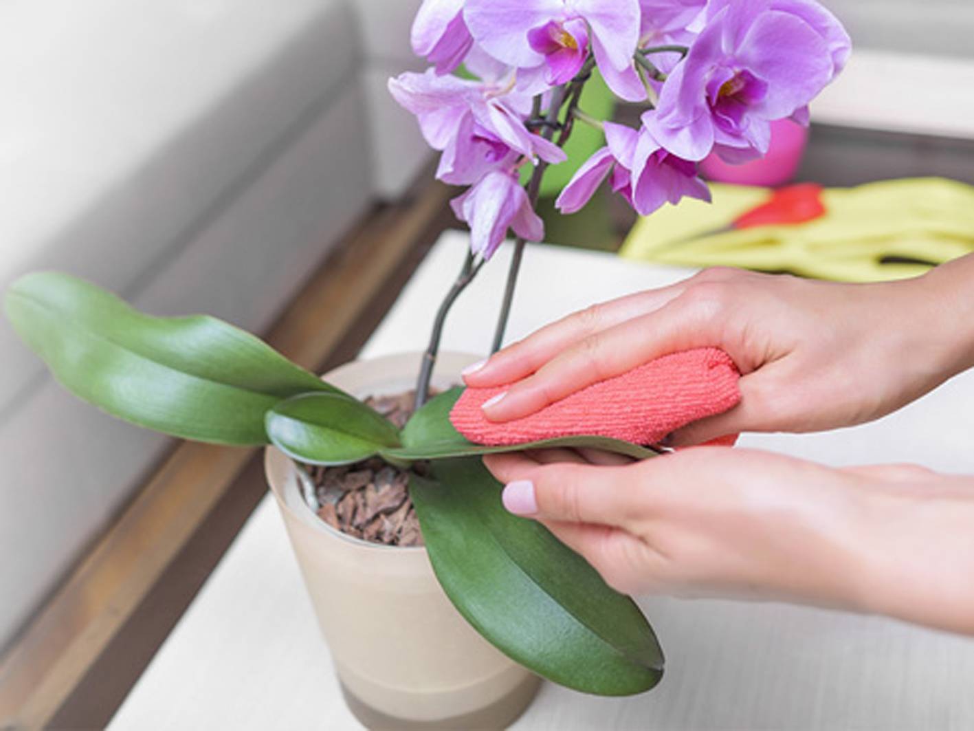 Орхидея: уход в домашних условиях после покупки, что делать дальше