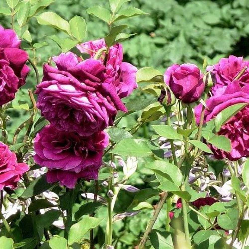 Цветок парковая роза: описание растения, известные сорта, правила посадки и выращивания