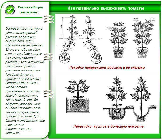 Араукария комнатная: описание, выращивание и секреты ухода, размножение | (65+ фото & видео) +отзывы