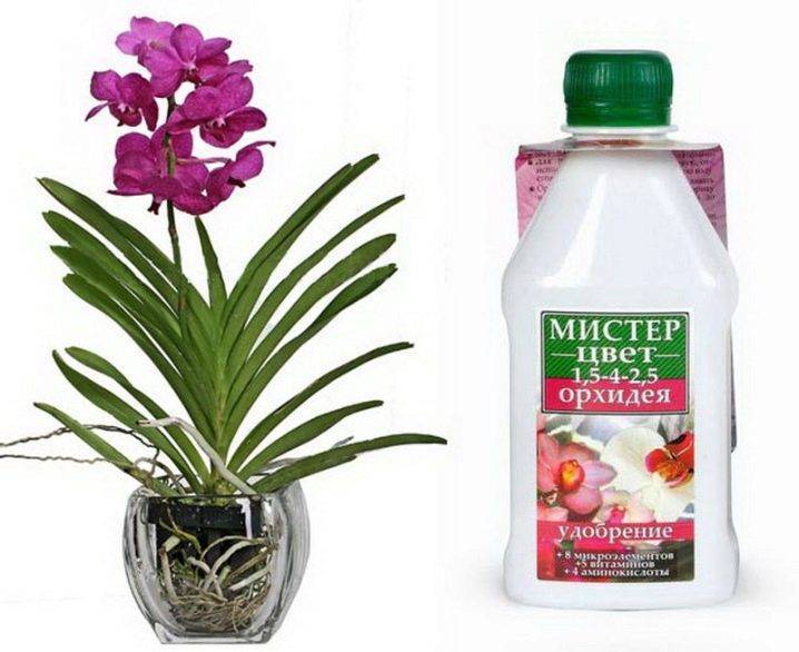 Чем поливать орхидею, чтобы она цвела в домашних условиях быстро и эффективно