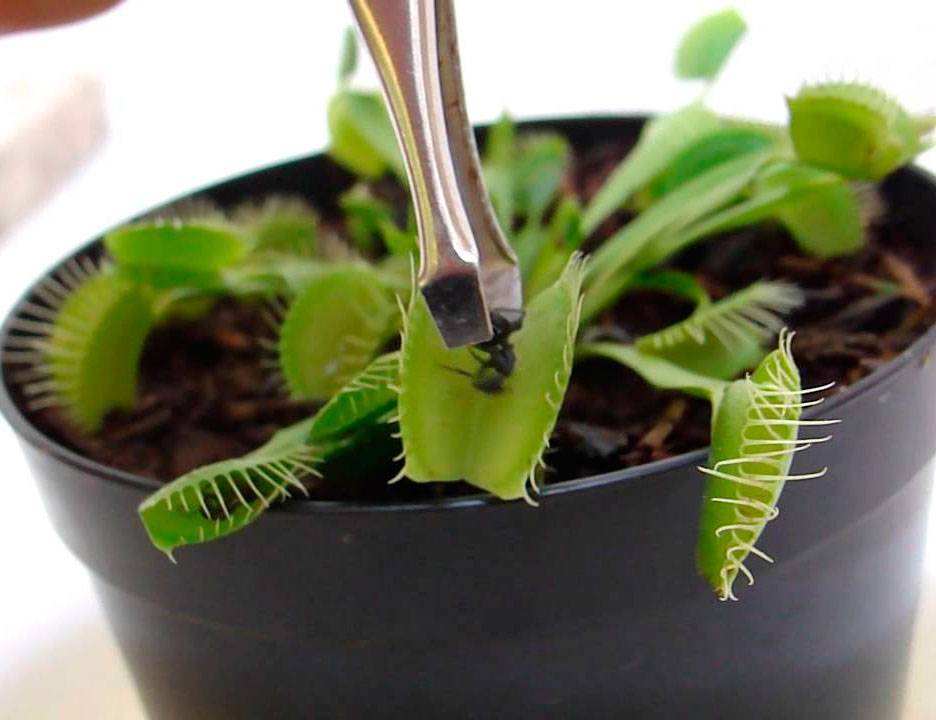 Венерина мухоловка в домашних условиях: уход, фото цветка