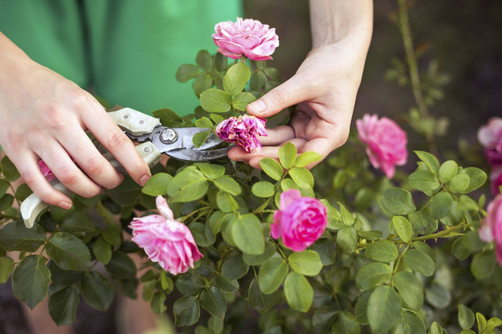 Обрезка роз после цветения – подробная инструкция для начинающих - дачно-огородные радости
 - 21 августа
 - 43026057551 - медиаплатформа миртесен