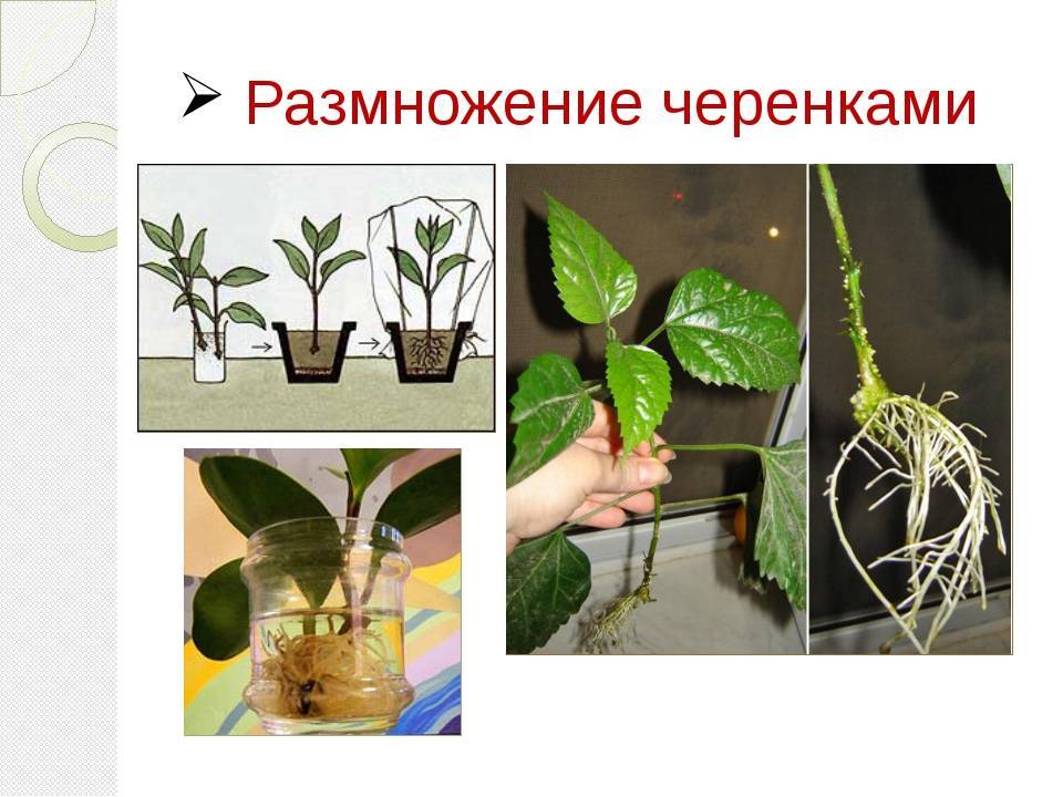 Как посадить кактус без корней
