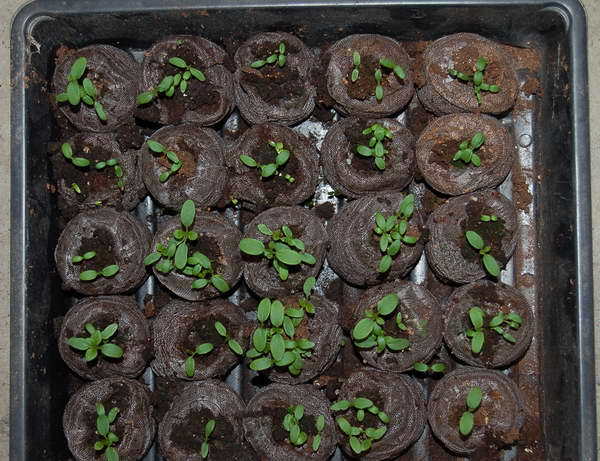 Клеома: выращивание из семян, когда сажать