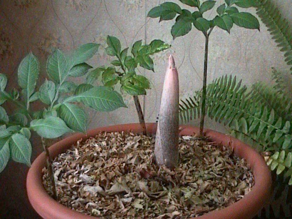 Змеиное дерево, или аморфофаллюс: выращивание и уход