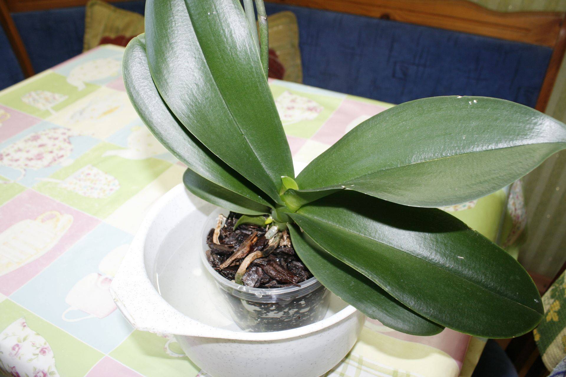 Как заботиться об орхидее во время и после цветения? пошаговый уход и возможные проблемы