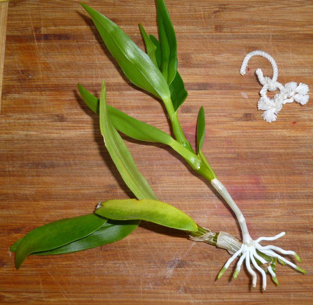 Как рассадить орхидею в домашних условиях: детками, черенками, делением куста, пошаговые инструкции, как правильно можно и когда размножать цветок, фото и видео от специалистов