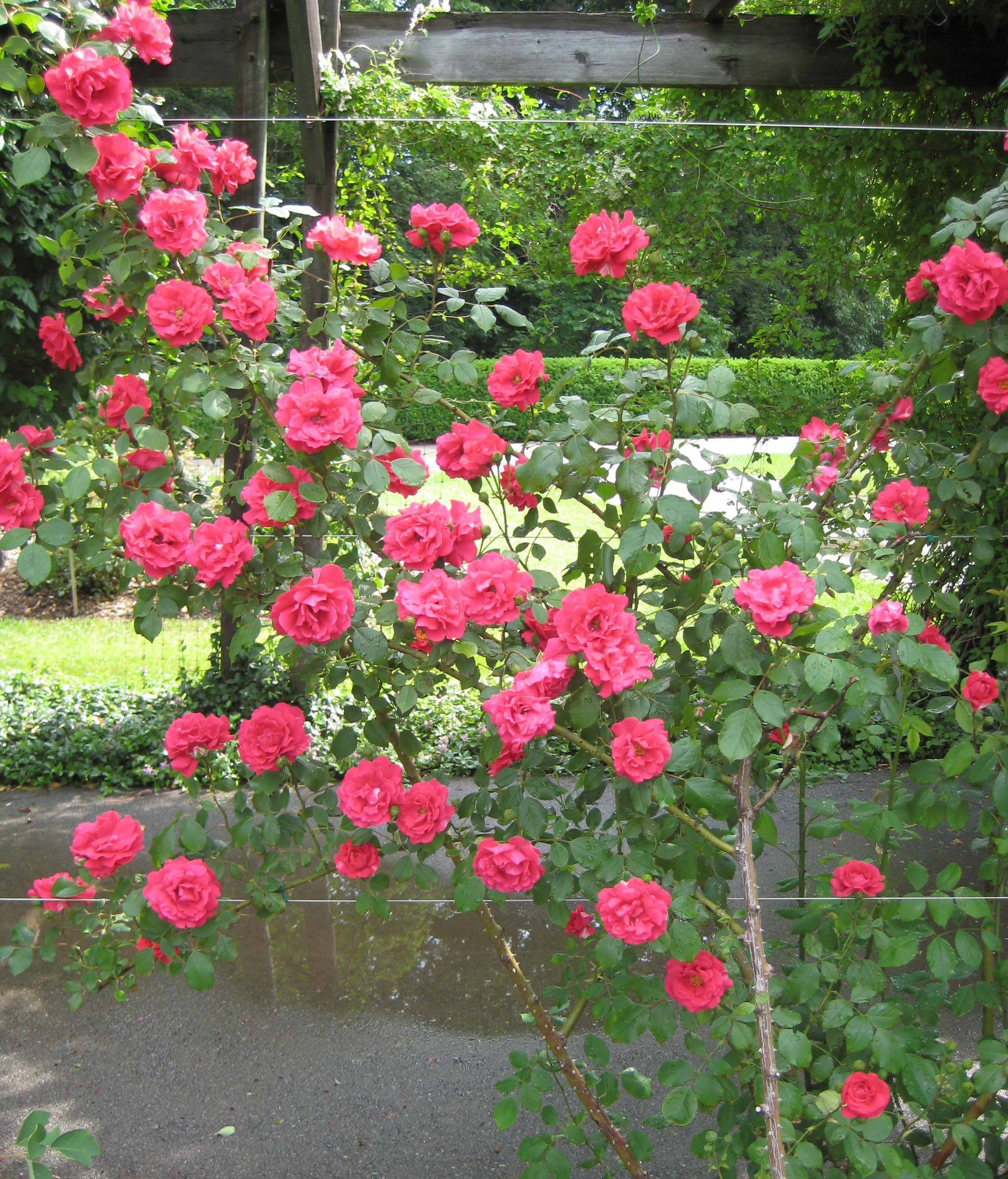 Роза «парад» (26 фото): описание плетистого сорта роз группы клайминг, уход за розой в горшке в домашних условиях