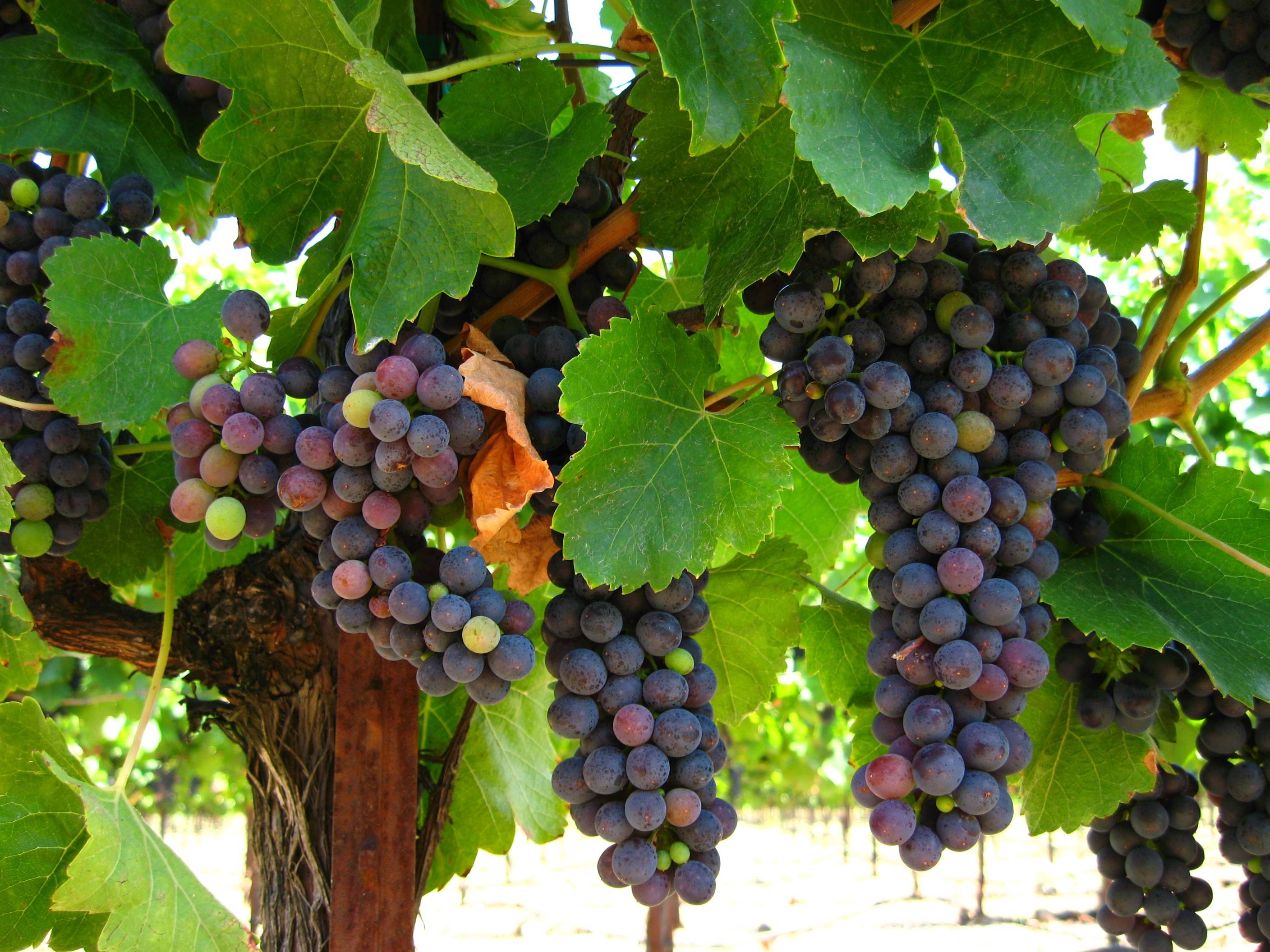 Как правильно формировать виноград - самая простая схема по годам, как сформировать куст на второй год