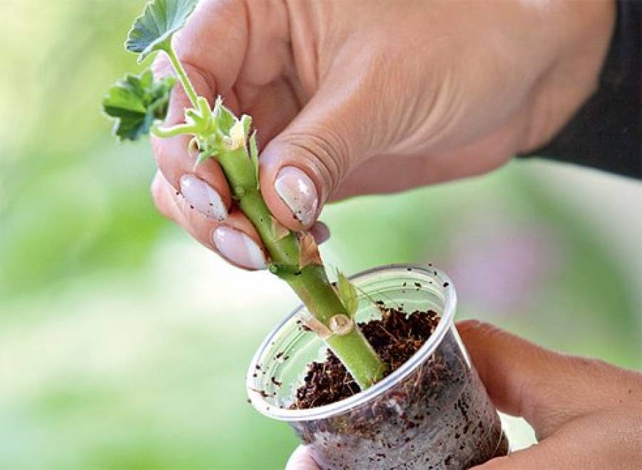 Как посадить герань без корней: фото, видео