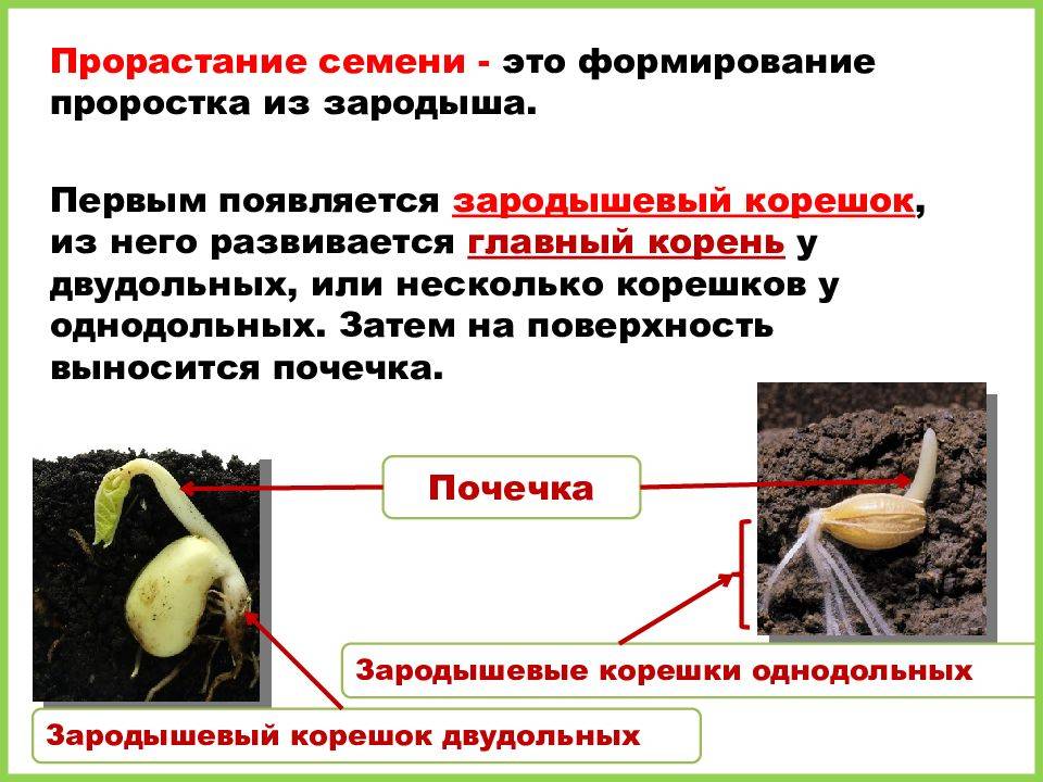 Презентация на тему условия прорастания семян 6 класс