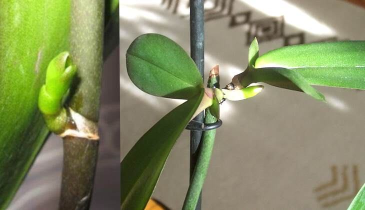 Цитокининовая паста для орхидей | применение, фото и видео