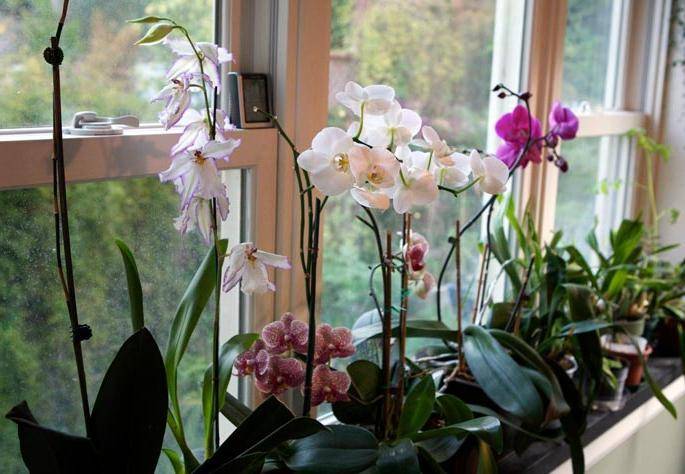 Примеры по уходу за орхидеей ваниль: домашние условия содержания и выращивания