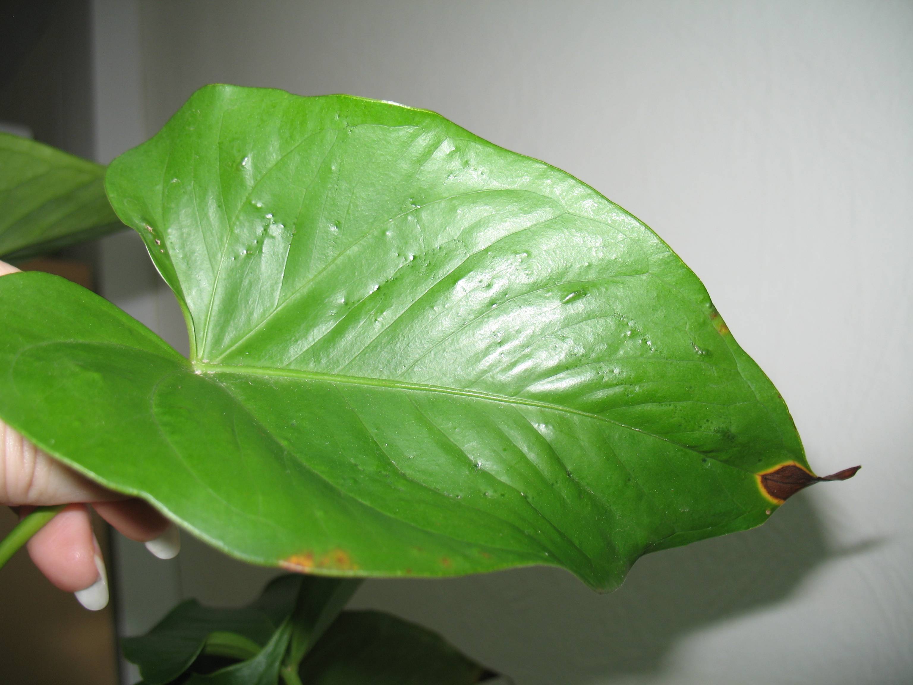 Почему у комнатных растений сохнут кончики листьев и как с этим бороться?