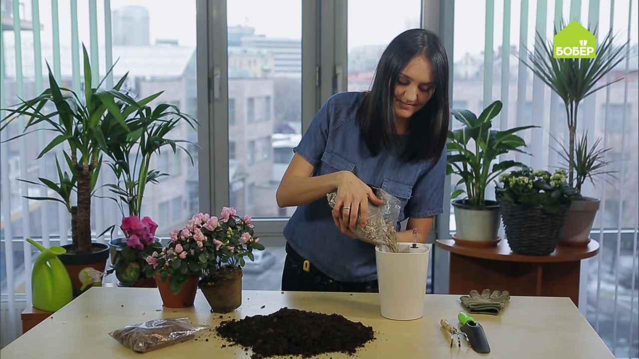 Пересадка азалии: как правильно пересадить цветок в домашних условиях после покупки и цветения