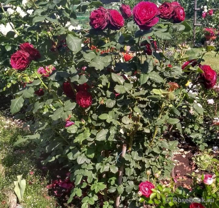 Шрабы розы сорта, фото, уход