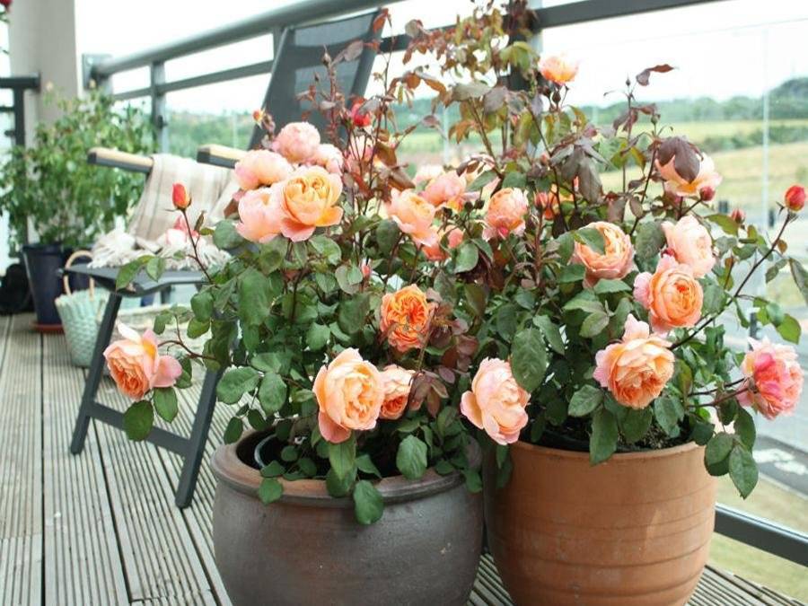Каменная роза: как вырастить необычный цветок у себя дома
