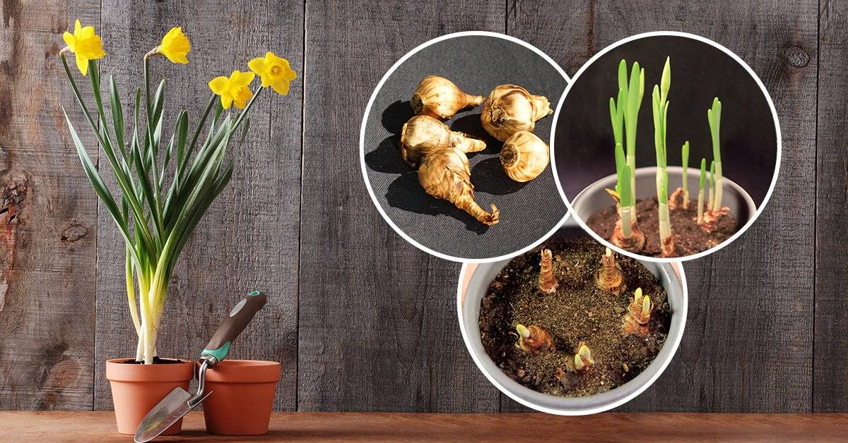Выгонка гиацинтов к 8 марта: как правильно вырастить в домашних условиях, дальнейший уход за цветком