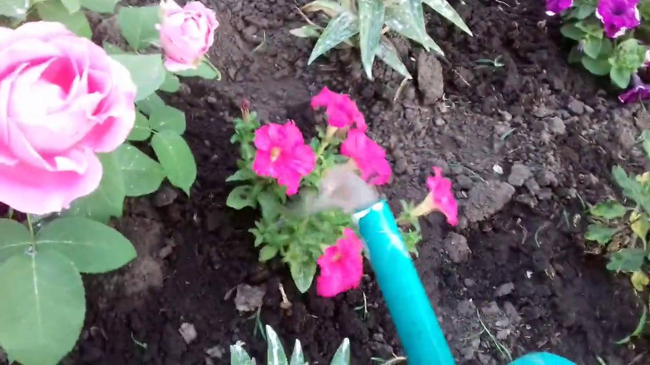 Чем подкормить георгины для обильного цветения: виды удобрений, сроки внесения