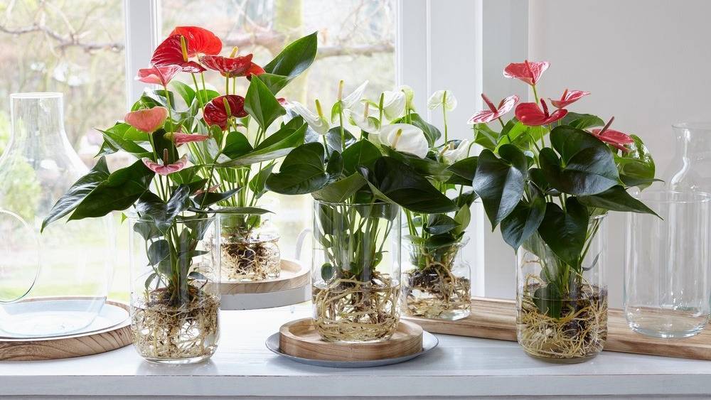 10 правил выращивания антуриума для длительного цветения. уход в домашних условиях. фото — ботаничка