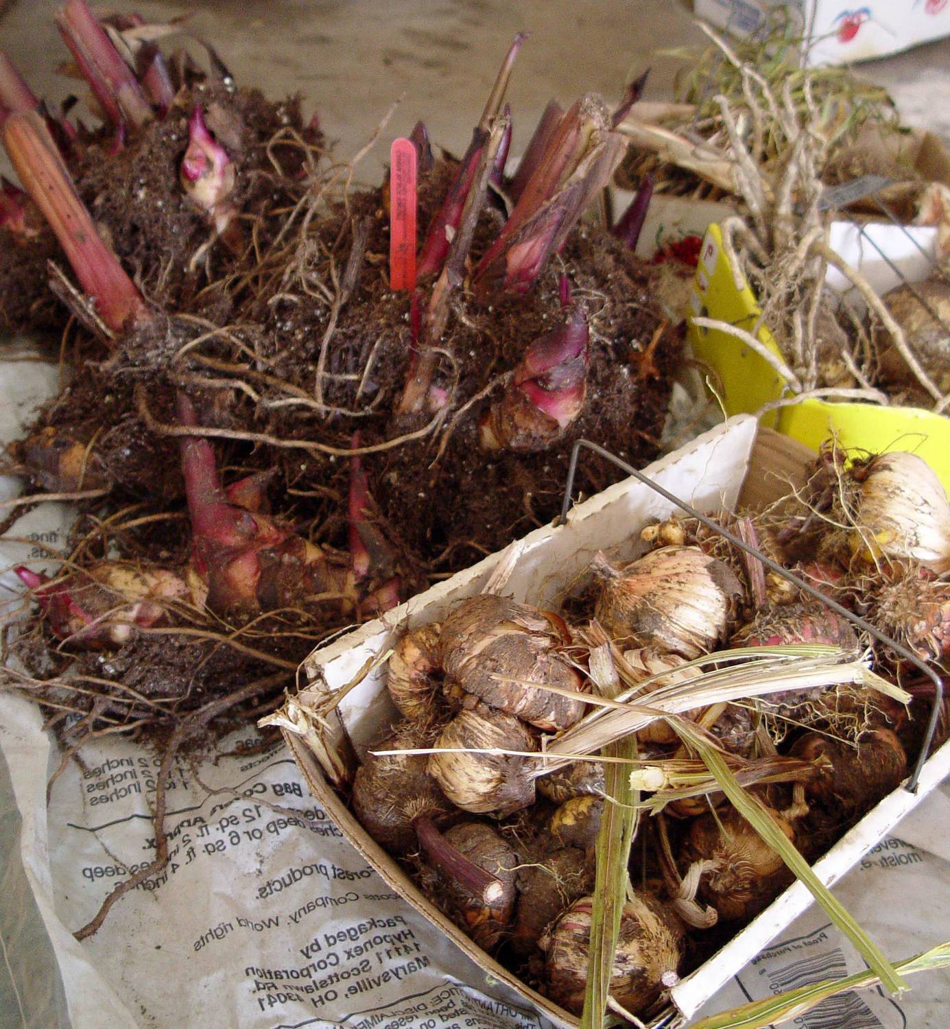 Условия хранения луковиц тюльпанов после выкопки