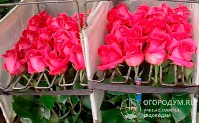 Роза пинк флойд (pink floyd): описание и сортовые характеристики + посадка и уход, применение цветка в ландшафте, отзывы