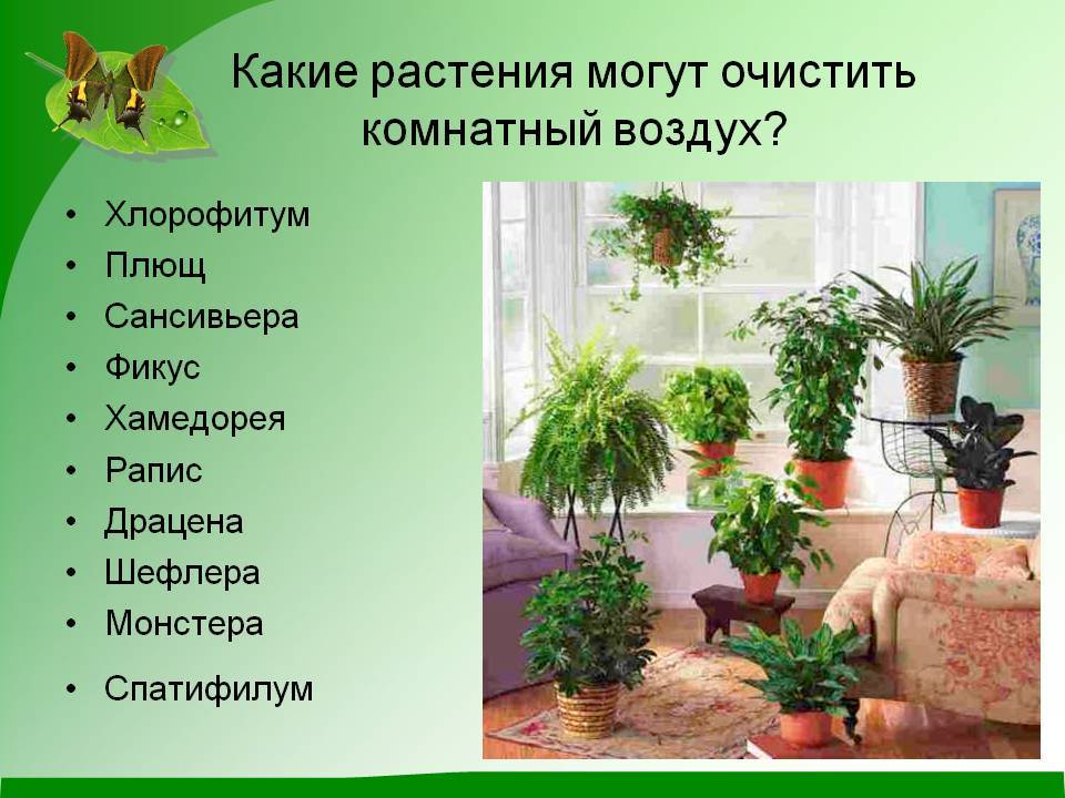 Какая польза от комнатных растений?