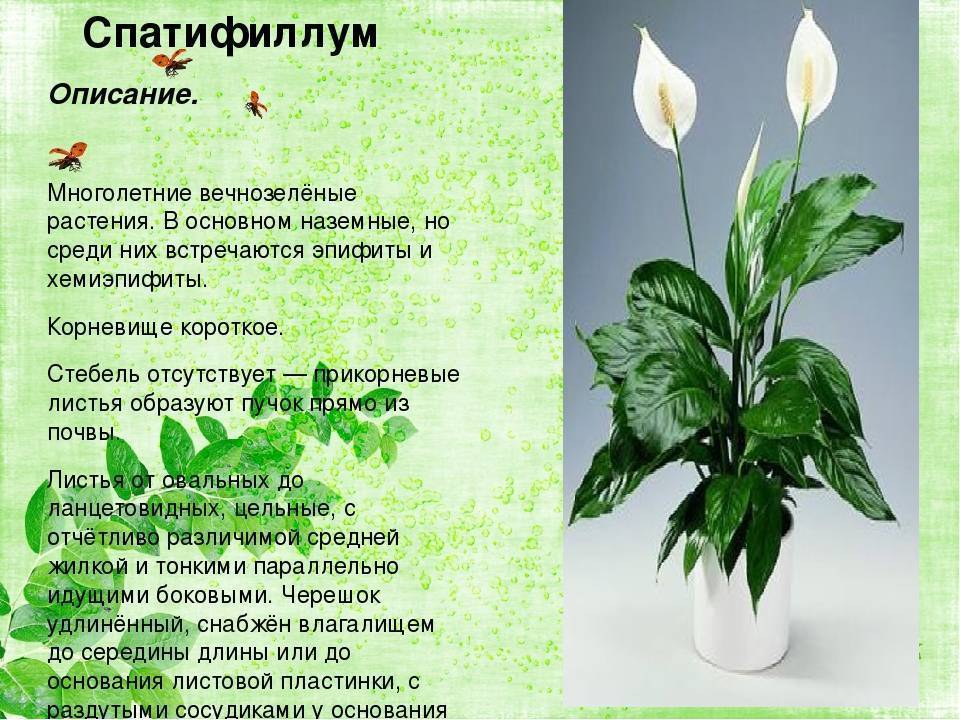 Спатифиллум — пересадка цветка в домашних условиях