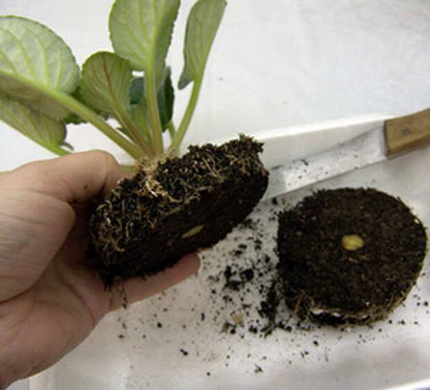 Узнайте, как правильно пересадить фиалку и ваше растение начнет обильно цвести! пошаговая инструкция по пересадке