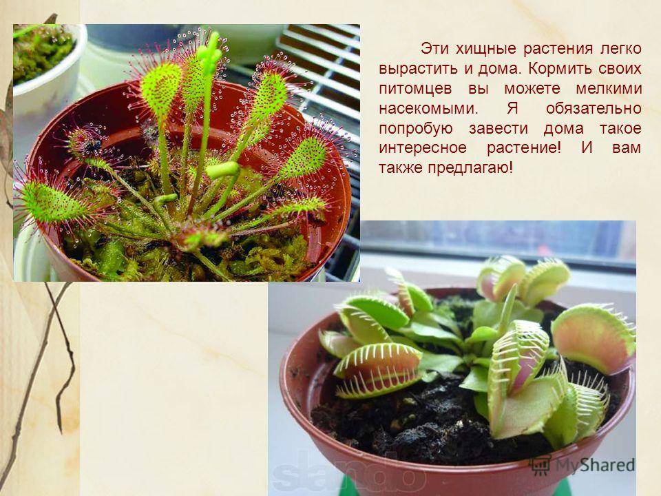 Хищные растения - список растений хищников с фото