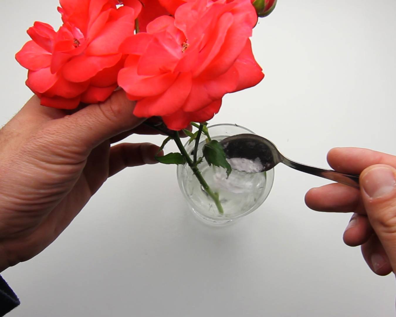 11 способов оживить розы, которые начали вянуть в вазе. как реанимировать розы после зимы — что делать