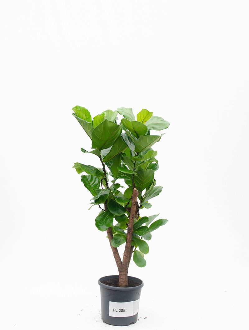 Древовидное вечнозеленое растение — фикус «лирата»