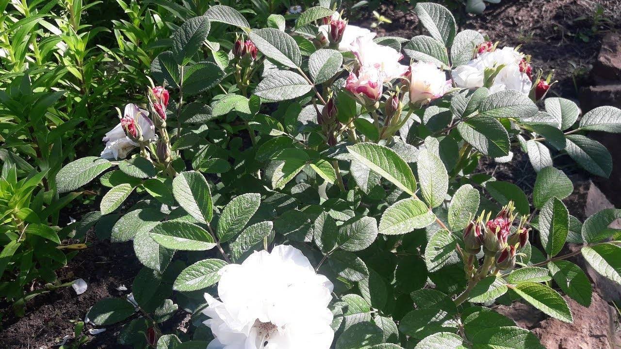 Роза августа луиза (augusta luise): описание сорта и фото растения, цветение и использование в ландшафтном дизайне, уход и размножение, болезни и вредителидача эксперт